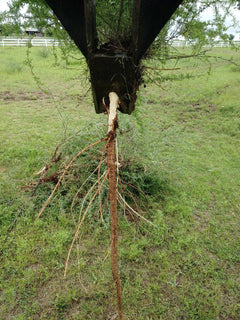 Mesquiter XL Grubber & Root Puller